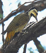 Bearded Woodpecker