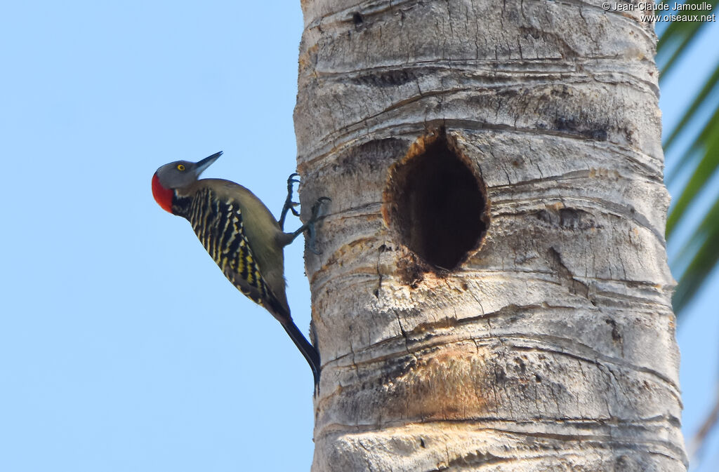 Hispaniolan Woodpecker