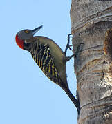 Hispaniolan Woodpecker