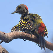 Hispaniolan Woodpecker