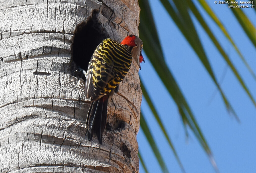 Hispaniolan Woodpecker