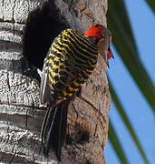 Hispaniolan Woodpecker