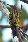 Hispaniolan Woodpecker