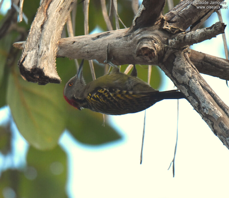 Hispaniolan Woodpecker male adult