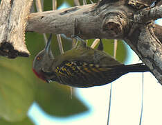 Hispaniolan Woodpecker