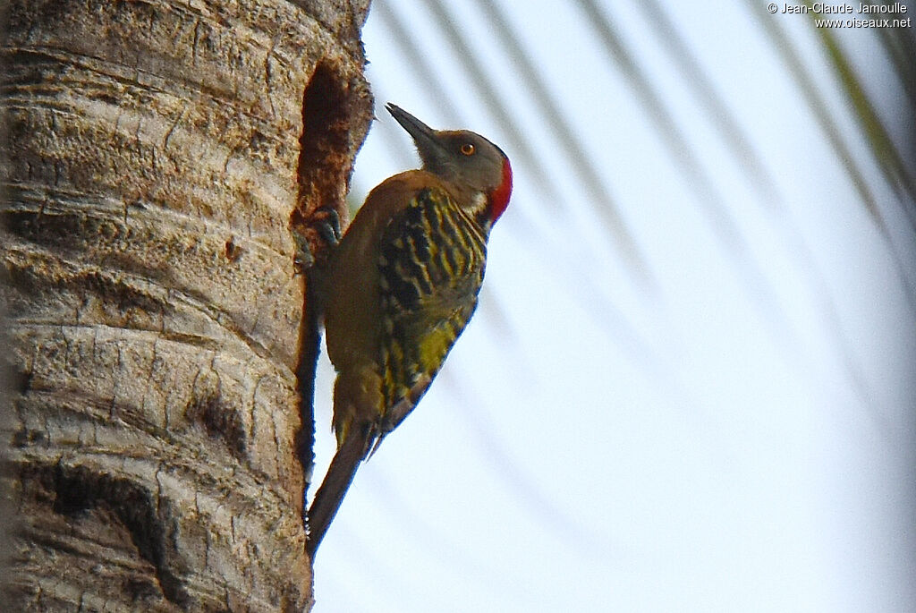 Hispaniolan Woodpecker