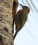 Hispaniolan Woodpecker