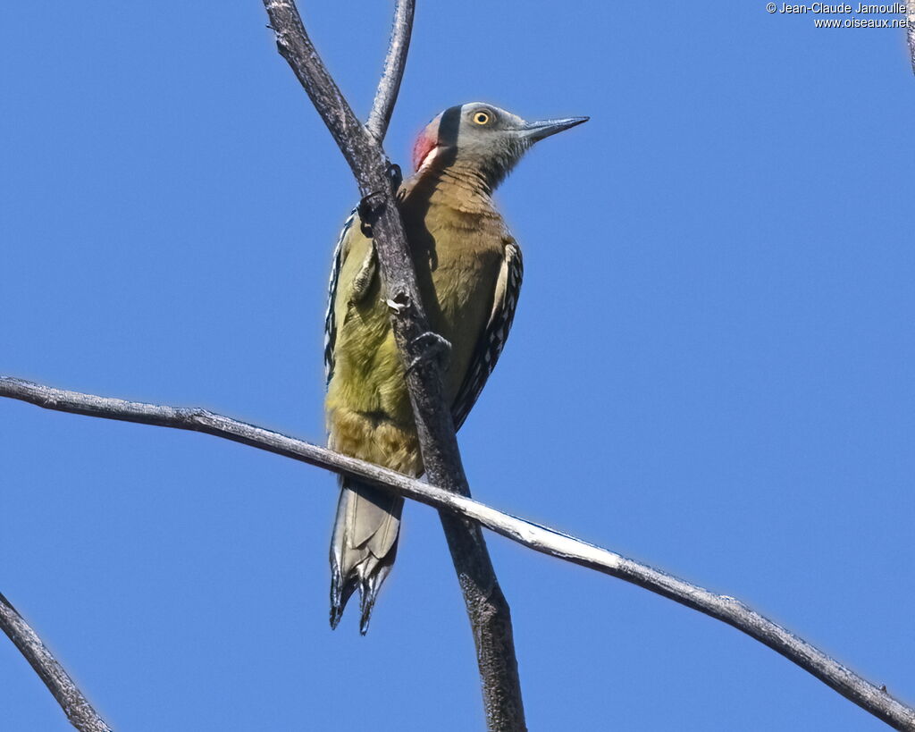 Hispaniolan Woodpecker male adult