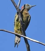 Hispaniolan Woodpecker