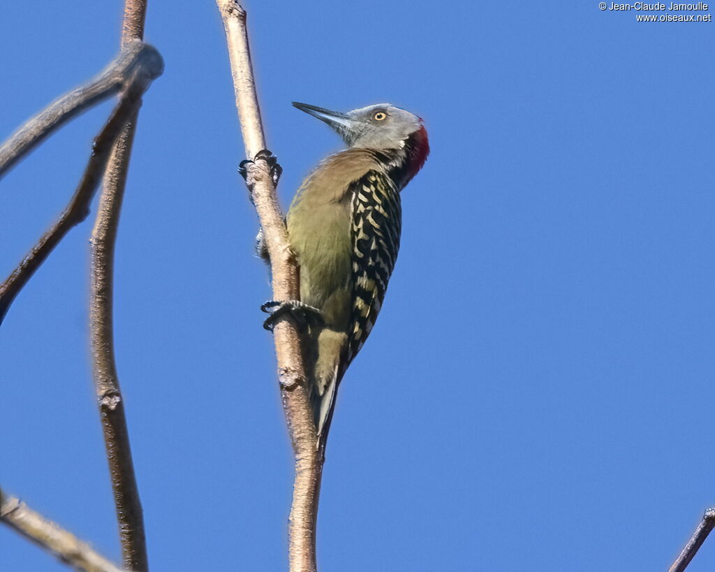 Hispaniolan Woodpecker male adult