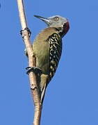 Hispaniolan Woodpecker