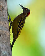 Hispaniolan Woodpecker