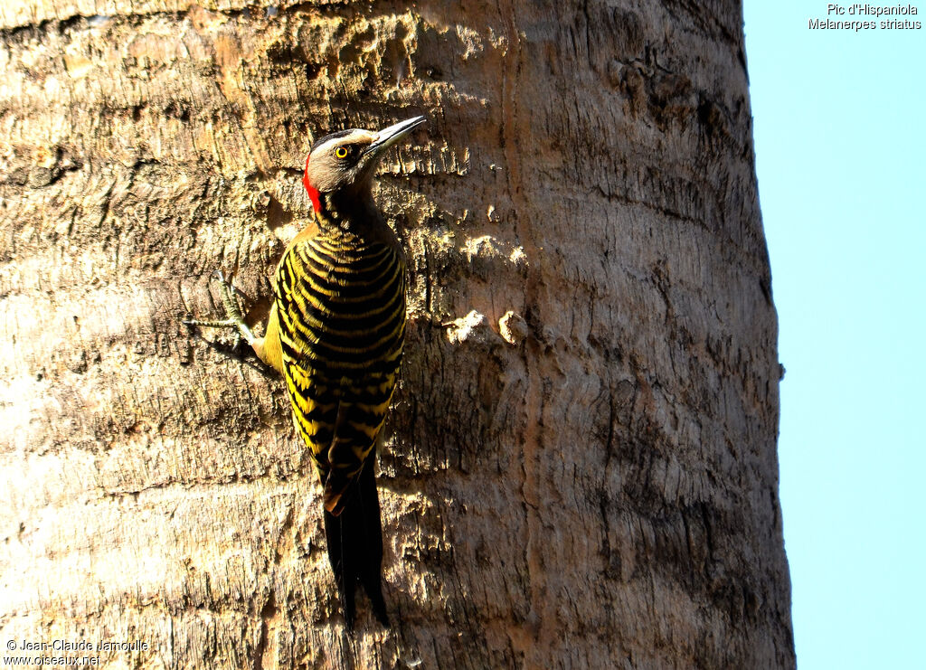 Hispaniolan Woodpecker female adult, Behaviour