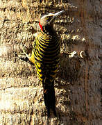 Hispaniolan Woodpecker