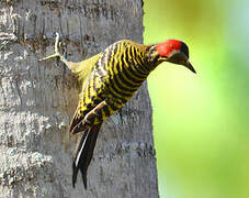 Hispaniolan Woodpecker