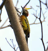 Hispaniolan Woodpecker