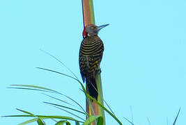 Hispaniolan Woodpecker