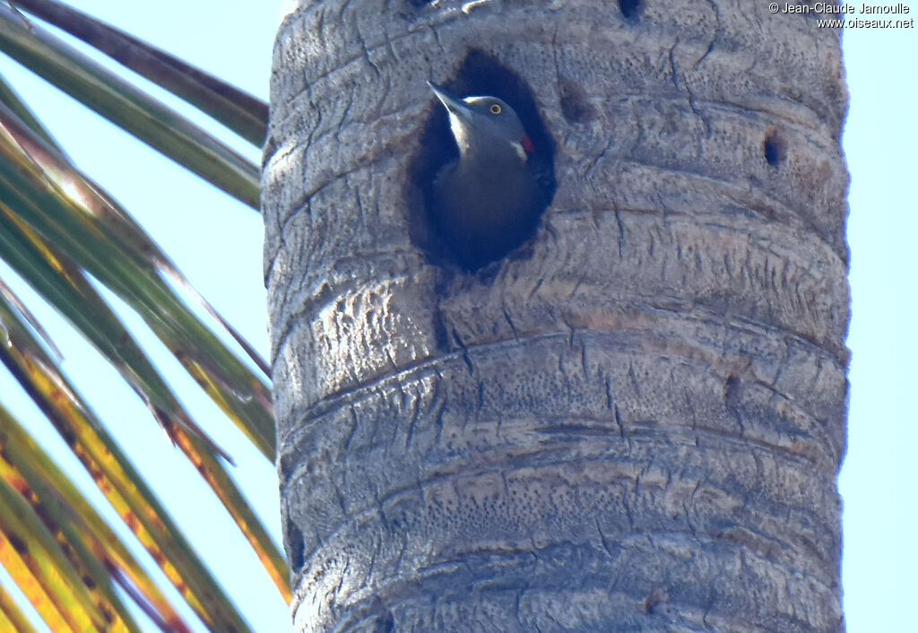 Hispaniolan Woodpecker