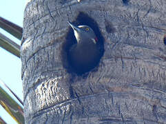 Hispaniolan Woodpecker