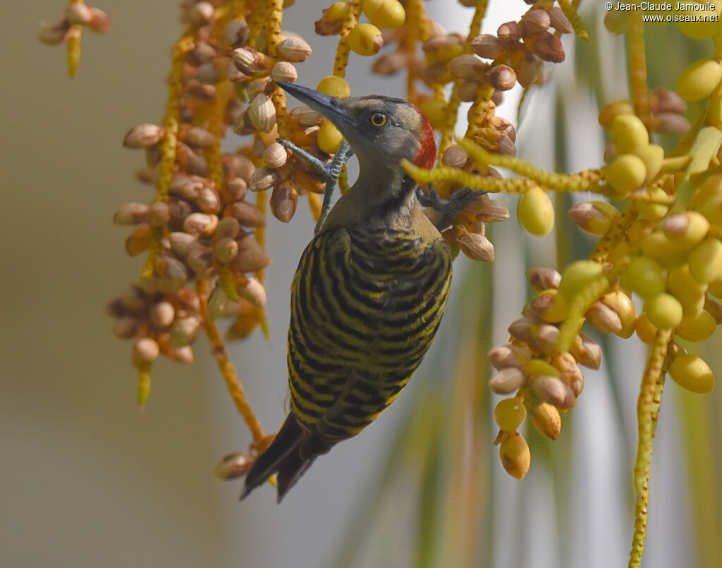 Hispaniolan Woodpecker