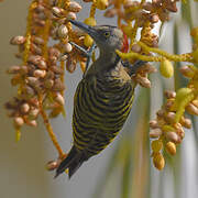 Hispaniolan Woodpecker