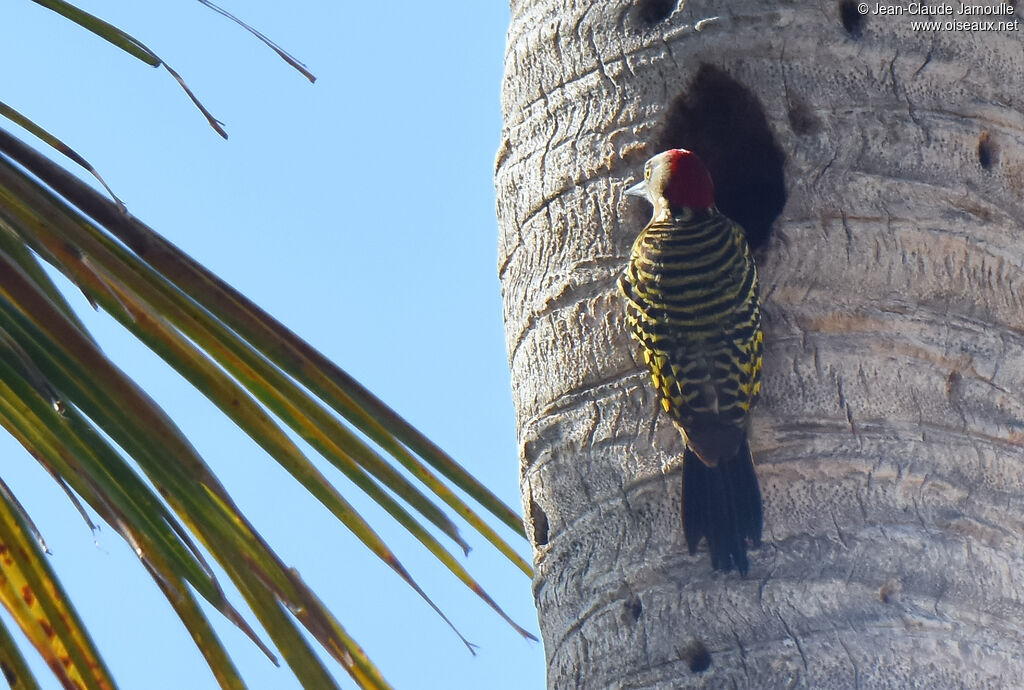 Hispaniolan Woodpecker