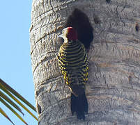 Hispaniolan Woodpecker