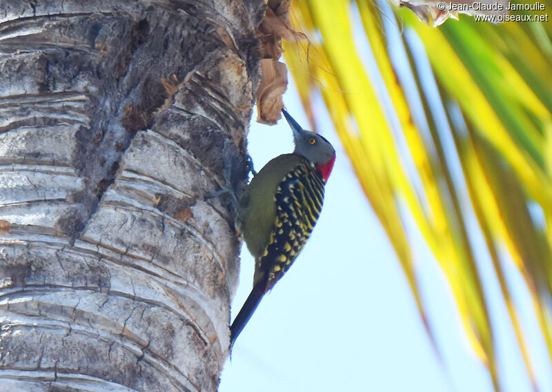 Hispaniolan Woodpecker female adult
