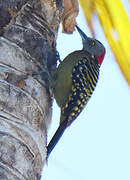 Hispaniolan Woodpecker