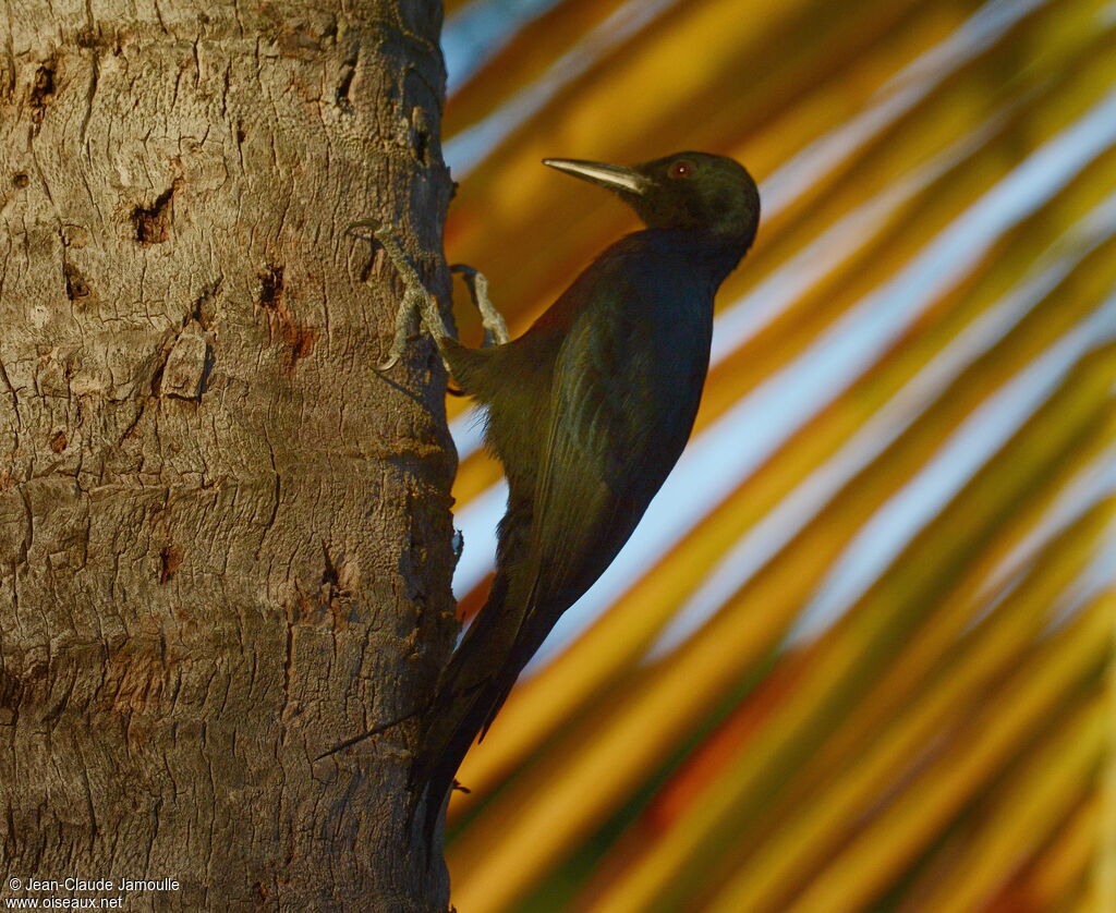 Guadeloupe Woodpecker