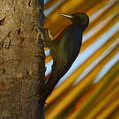 Pic de la Guadeloupe
