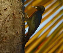 Guadeloupe Woodpecker