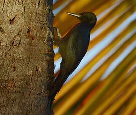 Pic de la Guadeloupe