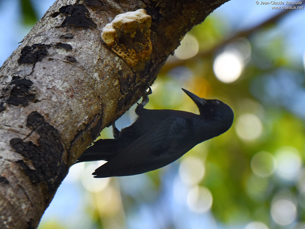 Pic de la Guadeloupe