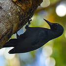 Pic de la Guadeloupe