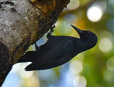 Guadeloupe Woodpecker