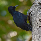Pic de la Guadeloupe