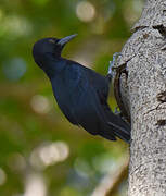 Guadeloupe Woodpecker