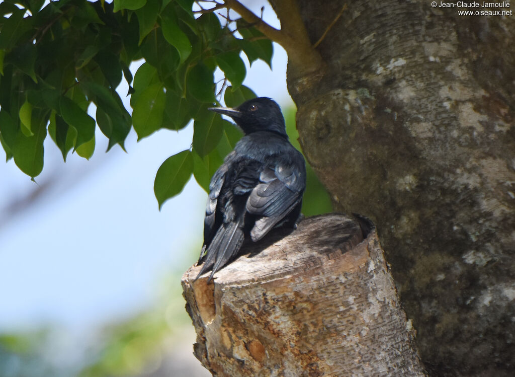 Guadeloupe Woodpecker