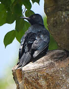 Guadeloupe Woodpecker