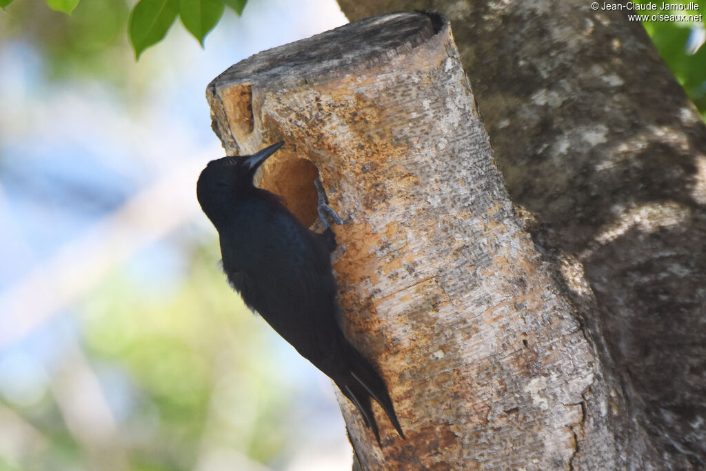 Pic de la Guadeloupe