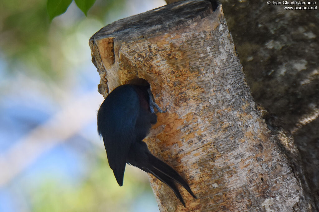 Guadeloupe Woodpecker