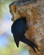 Guadeloupe Woodpecker