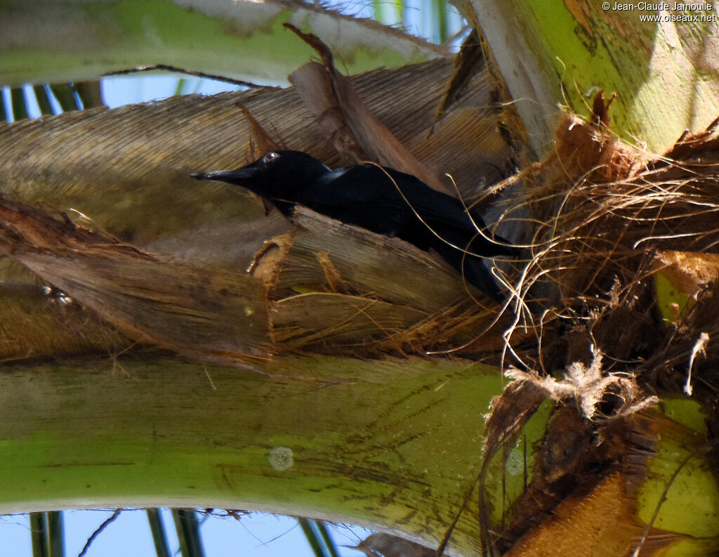 Guadeloupe Woodpecker