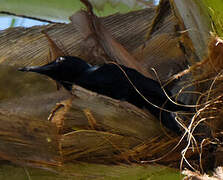 Guadeloupe Woodpecker