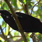 Pic de la Guadeloupe