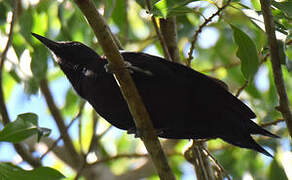 Guadeloupe Woodpecker