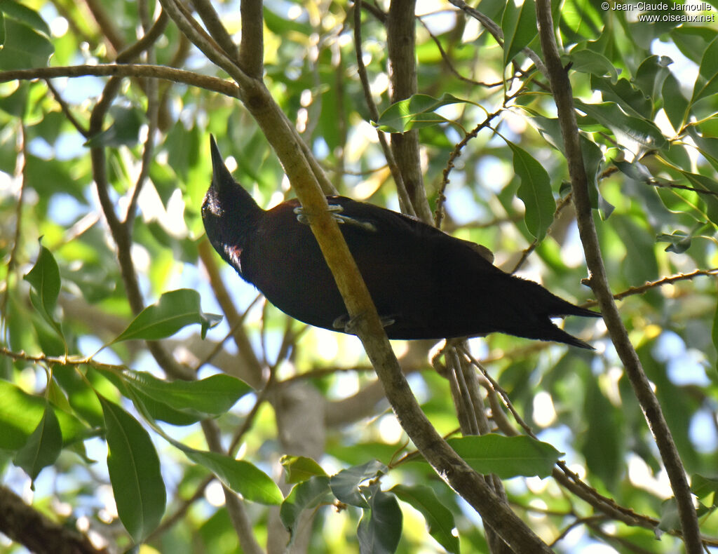 Guadeloupe Woodpecker