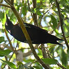 Pic de la Guadeloupe
