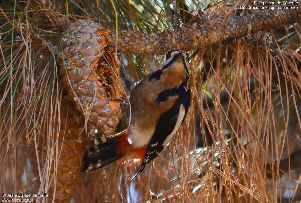 Great Spotted Woodpecker (canariensis), feeding habits, Behaviour